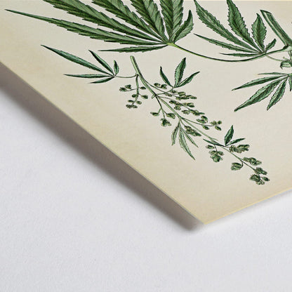 Closeup detail of Cannabis sativa botanical illustration showing detailed plant parts leaves flowers and seeds from Cannabis Botanical Plate 2 artwork