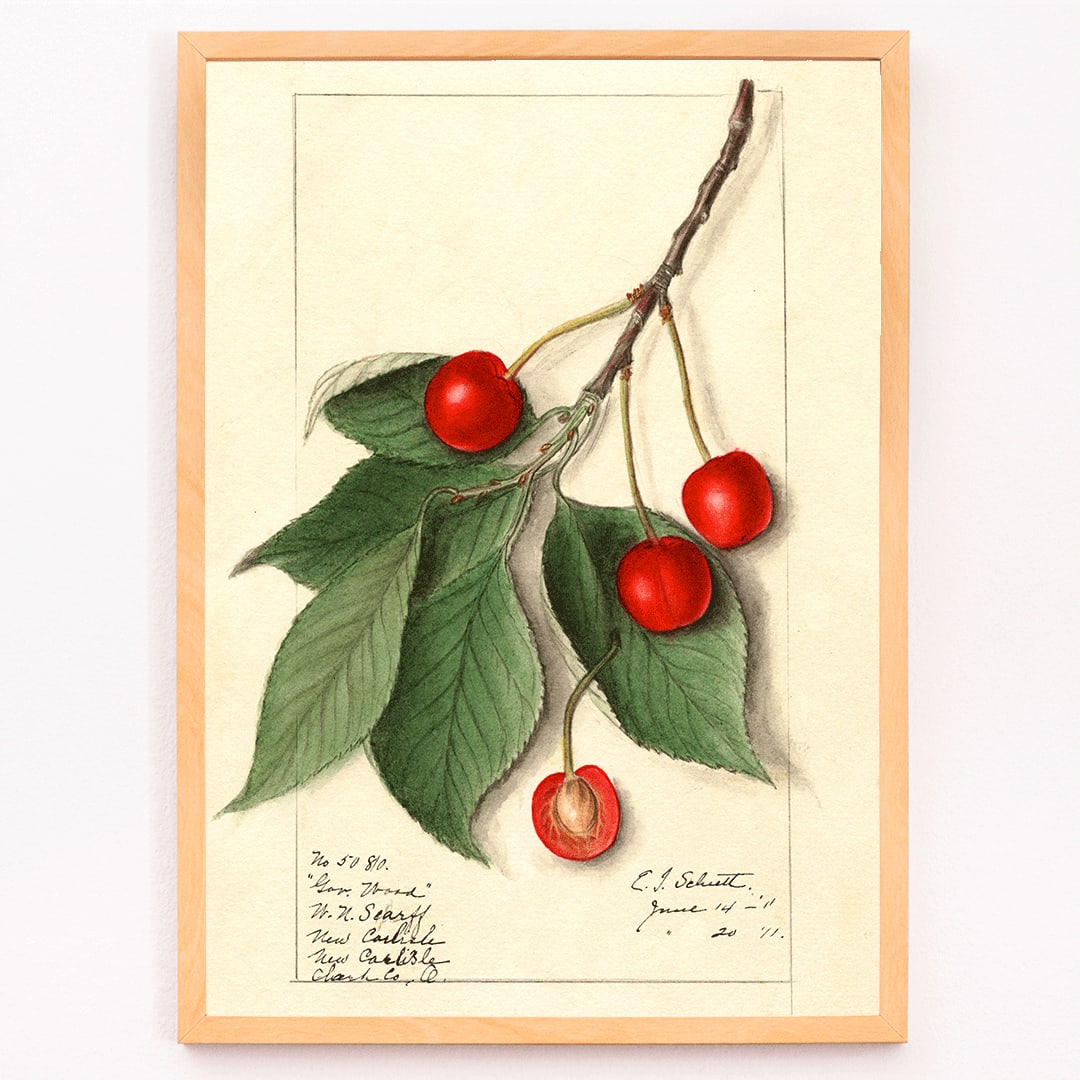 Botanical illustration poster of Prunus avium Govenor Wood by Ellen Isham Schutt featuring cherries and leaves on a branch, framed and displayed in modern living room decor