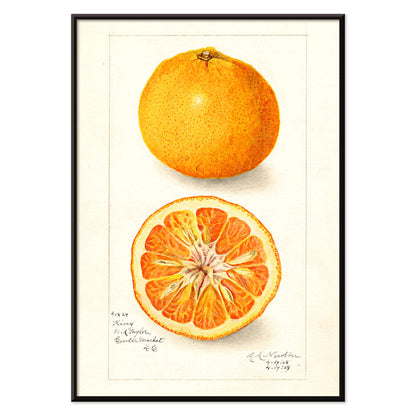 Detailed illustration of Citrus nobilis by Amanda Almira Newton showing whole and halved fruit with cross-section on citrus fruit poster, with black aluminium frame on white background