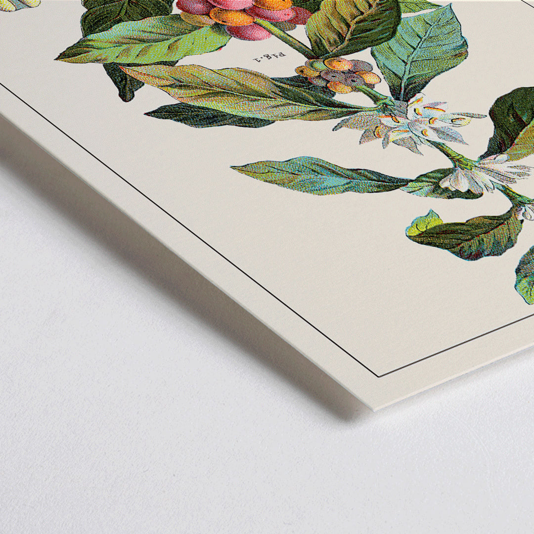 Closeup detail of Botanical illustration of Coffea arabica plant with fruits and flowers by Davis Sacker and Perkins