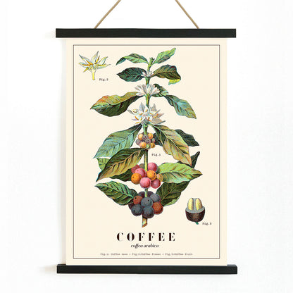 Botanical illustration of Coffea arabica plant with fruits and flowers by Davis Sacker and Perkins, with wooden magnetic frame on white background