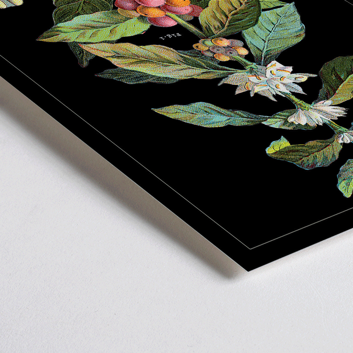 Closeup detail of Botanical illustration poster of Coffea Arabica by Davis Sacker and Perkins showing detailed coffee plant stages