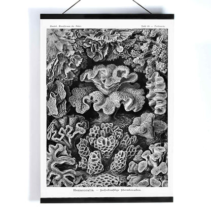 Detailed black and white coral illustration poster from Hexacoralla Sechsstrahlige Sternkorallen by Ernst Haeckel wall art decor, with wooden magnetic frame on white background