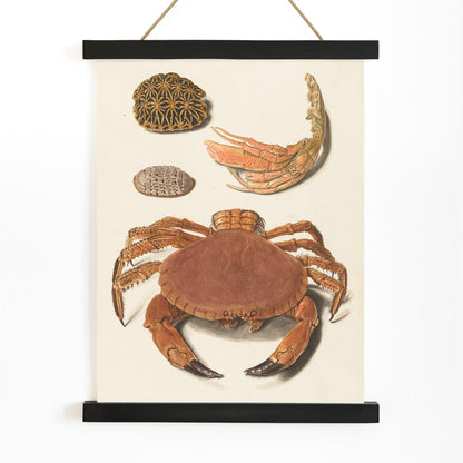 Detailed illustration of crab shells and sea creatures artwork by Johann Gustav Hoch featuring various shells and claws, with wooden magnetic frame on white background