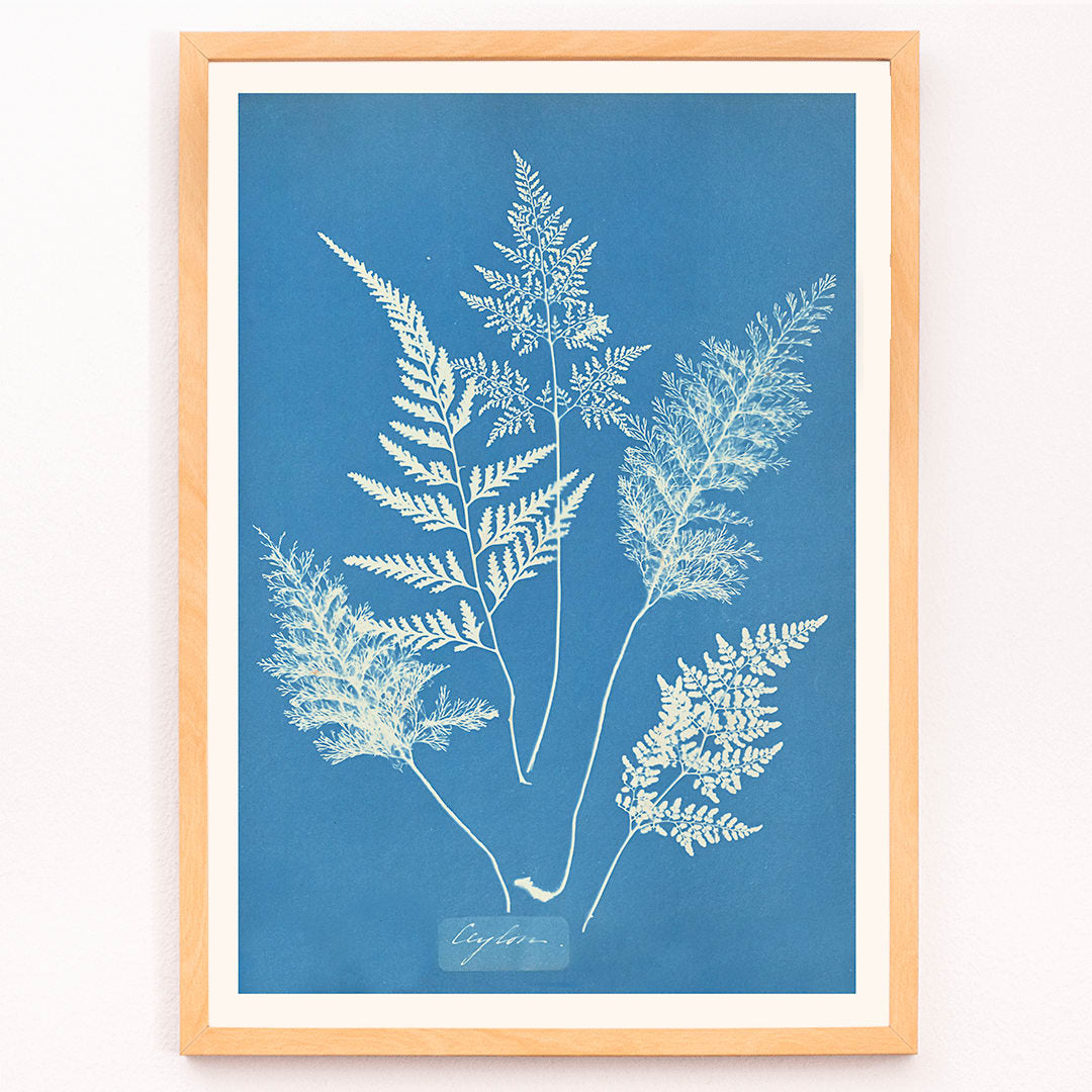 Botanical cyanotype art print titled Ceylon by Anna Atkins featuring delicate white fern leaves on a blue background, framed and displayed in modern living room decor