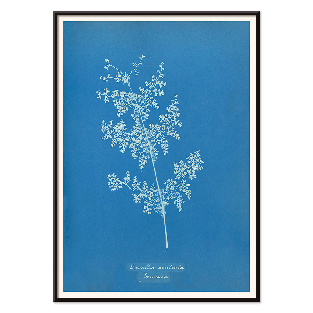 Davallia aeuleata cyanotype artwork by Anna Atkins featuring a delicate botanical fern print on a blue background poster, with black aluminium frame on white background