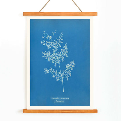 Davallia aeuleata cyanotype artwork by Anna Atkins featuring a delicate botanical fern print on a blue background poster, with wooden magnetic frame on white background