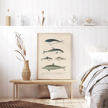 Voyage autour du monde Pl.112 Dolphins illustration and poster by Louis-Isidore Duperrey showing different dolphin species, framed and displayed in home decor