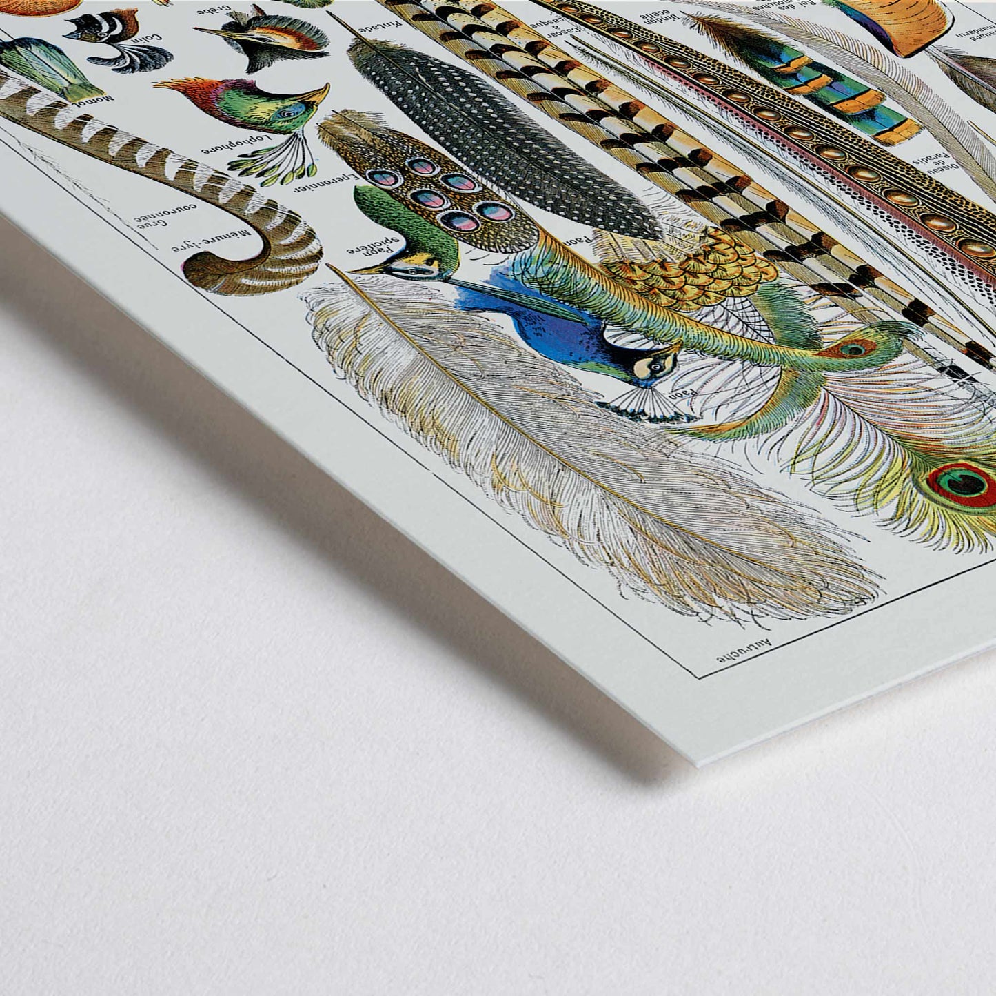 Closeup detail of Colorful bird feathers illustration and poster from Plumes Feathers by Adolphe Millot featuring various plume types and detailed natural artwork