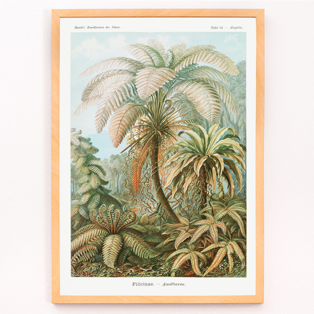 Closeup detail of Detailed illustration and poster of ferns and lush foliage from Filicinae Laubfarne by Ernst Haeckel with botanical patterns