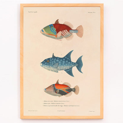 Three vibrant fish illustration by Louis Isidore Duperrey from Voyage autour du monde Pl 017 poster, framed and displayed in modern living room decor