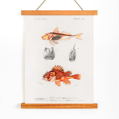 Colorful fish illustrations and detailed head studies poster featuring different types of fishes by Charles Dessalines D Orbigny artwork, with wooden magnetic frame on white background