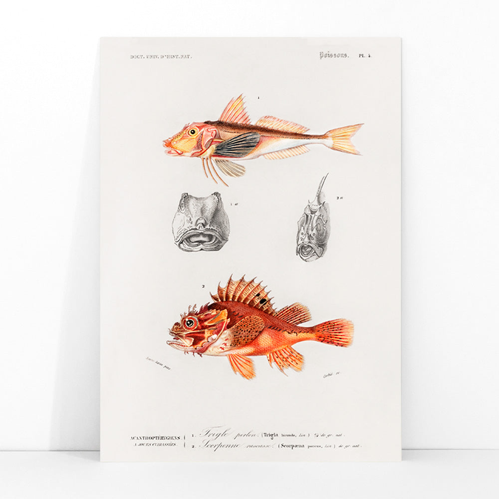 Colorful fish illustrations and detailed head studies poster featuring different types of fishes by Charles Dessalines D Orbigny artwork, framed and displayed in modern living room decor