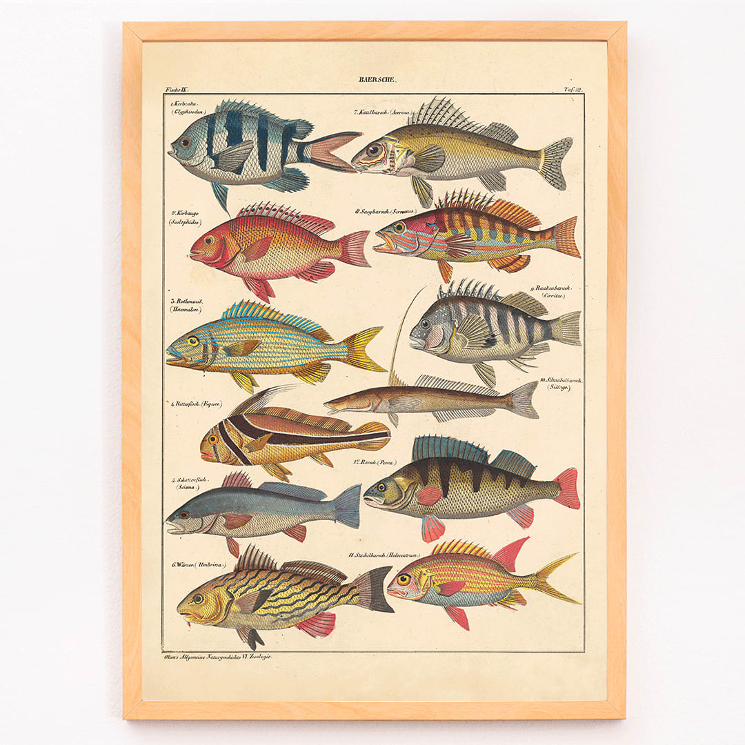 Colorful fish illustrations poster by Lorenz Oken from General Natural History for All Classes PI.048, framed and displayed in modern living room decor