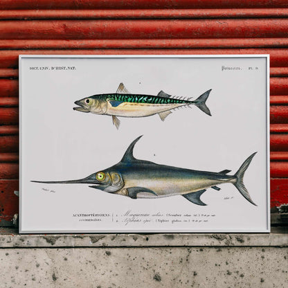 Illustration and poster of various fish species with scientific names from Different types of fishes by Charles Dessalines D Orbigny, framed and displayed in modern living room decor