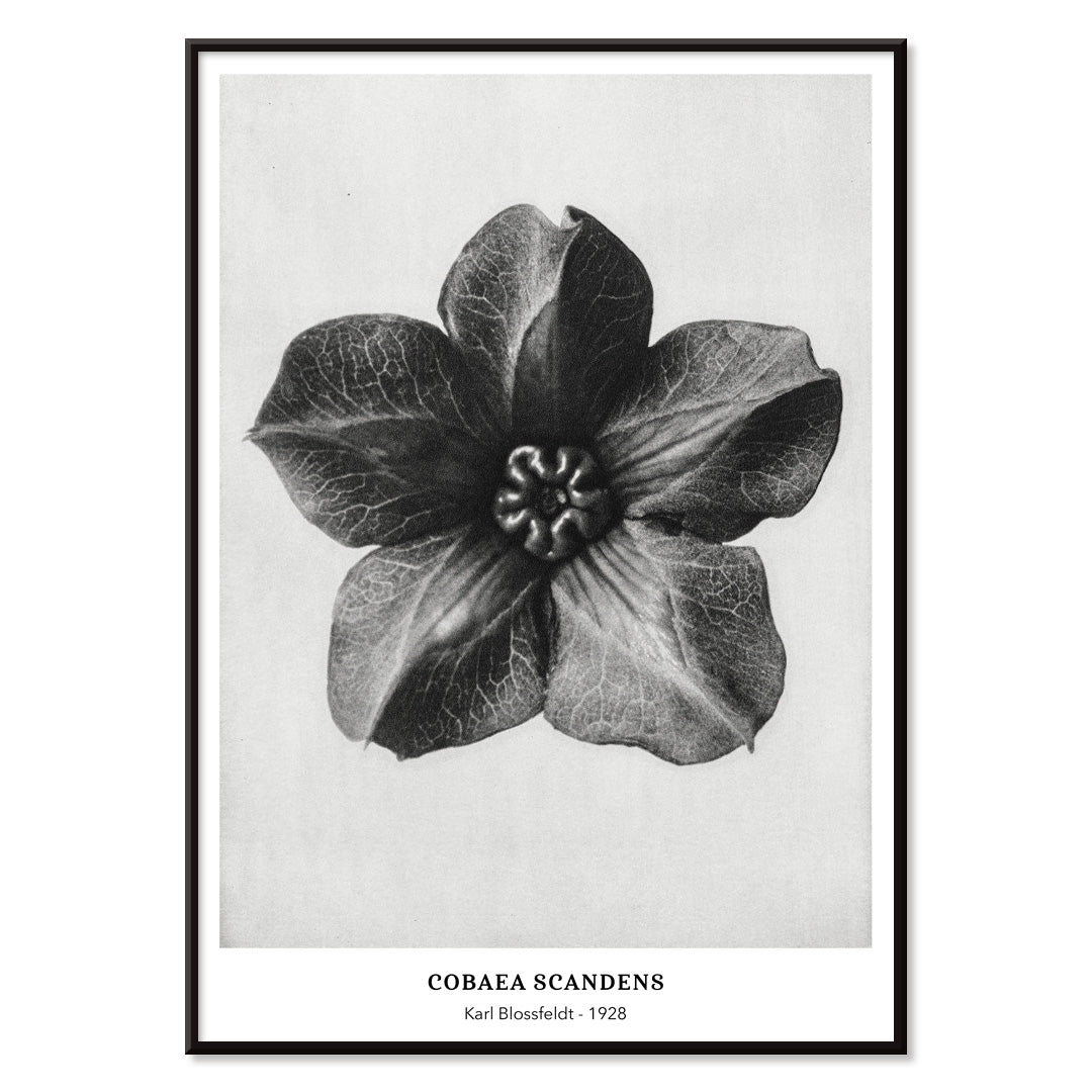 Black and white close up photograph and poster of Cobea scandens Mexican Ivy flower calyx by Karl Blossfeldt Urformen der Kunst, with black aluminium frame on white background