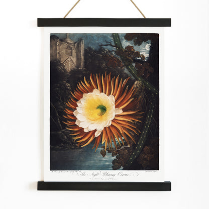 Night Blowing Cereus flower illustrated by Robert John Thornton with moonlit landscape and dramatic night background botanical art poster, with wooden magnetic frame on white background