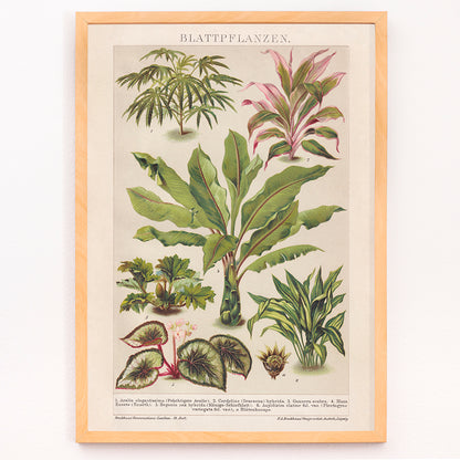 Closeup detail of Colorful botanical illustration poster of various tropical foliage plants by Friedrich Arnold Brockhaus