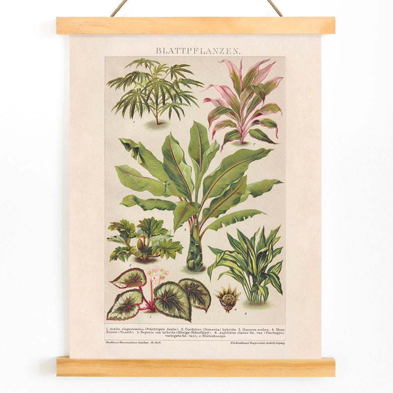 Colorful botanical illustration poster of various tropical foliage plants by Friedrich Arnold Brockhaus, with wooden magnetic frame on white background