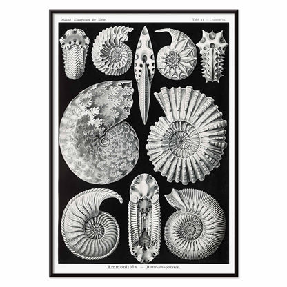 Detailed ammonite fossil illustrations by Ernst Haeckel from Kunstformen der Natur and Ammonitida Ammonshoerner poster for wall decor, with black aluminium frame on white background