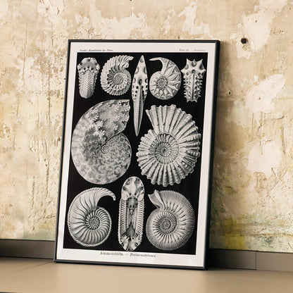Detailed ammonite fossil illustrations by Ernst Haeckel from Kunstformen der Natur and Ammonitida Ammonshoerner poster for wall decor, framed and displayed in modern living room decor