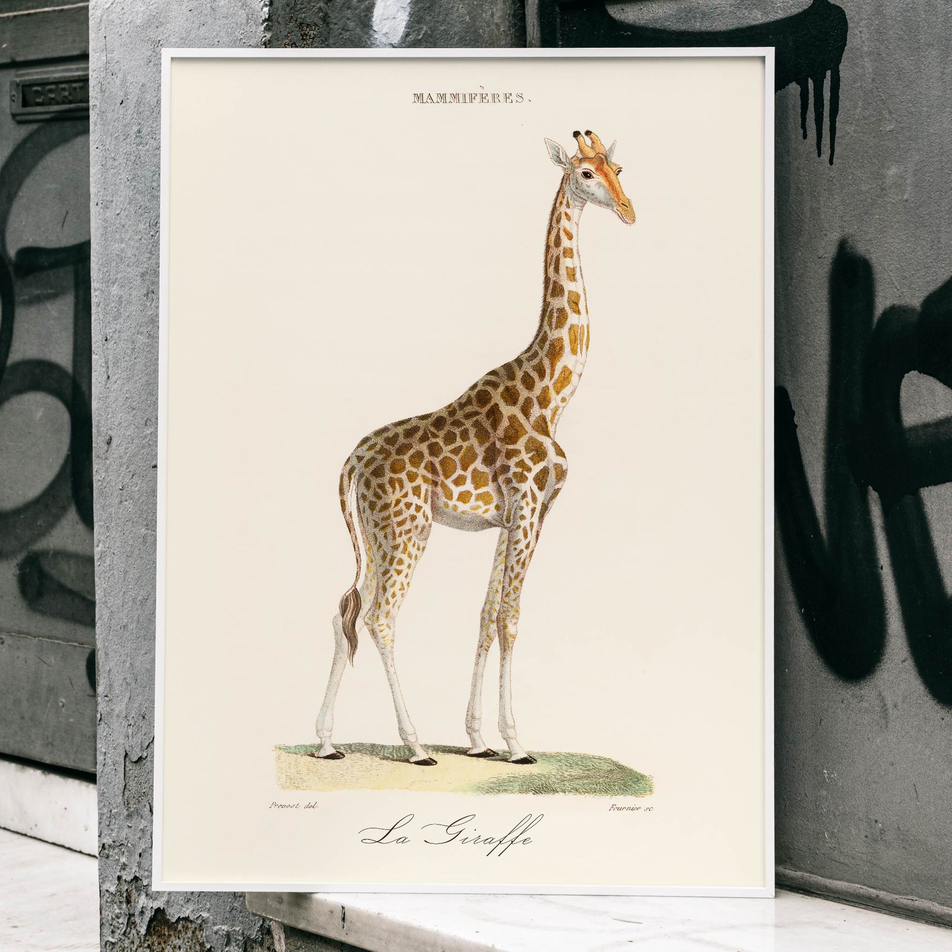 Minimalist poster of a detailed giraffe illustration from La Giraffe artwork by Florent Prevos, framed and displayed in modern living room decor