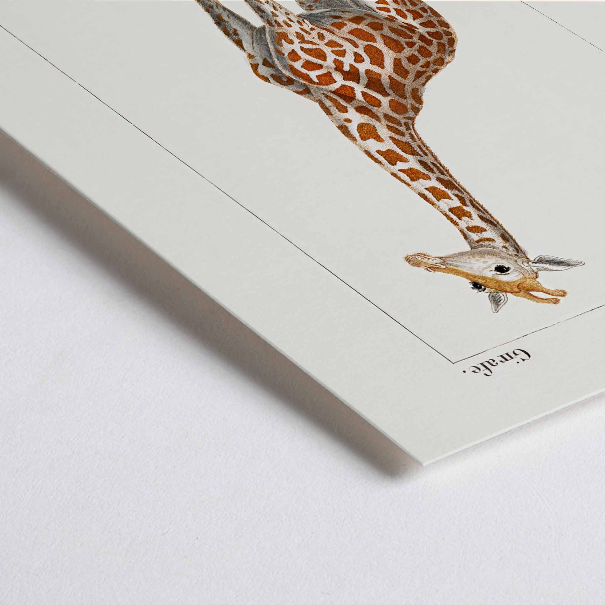 Closeup detail of Vintage giraffe illustration by Pierre Jean Francois Turpin from Dictionnaire des Sciences Naturelles showing a giraffe standing on grass artwork La Girafe suitable for natural history decor