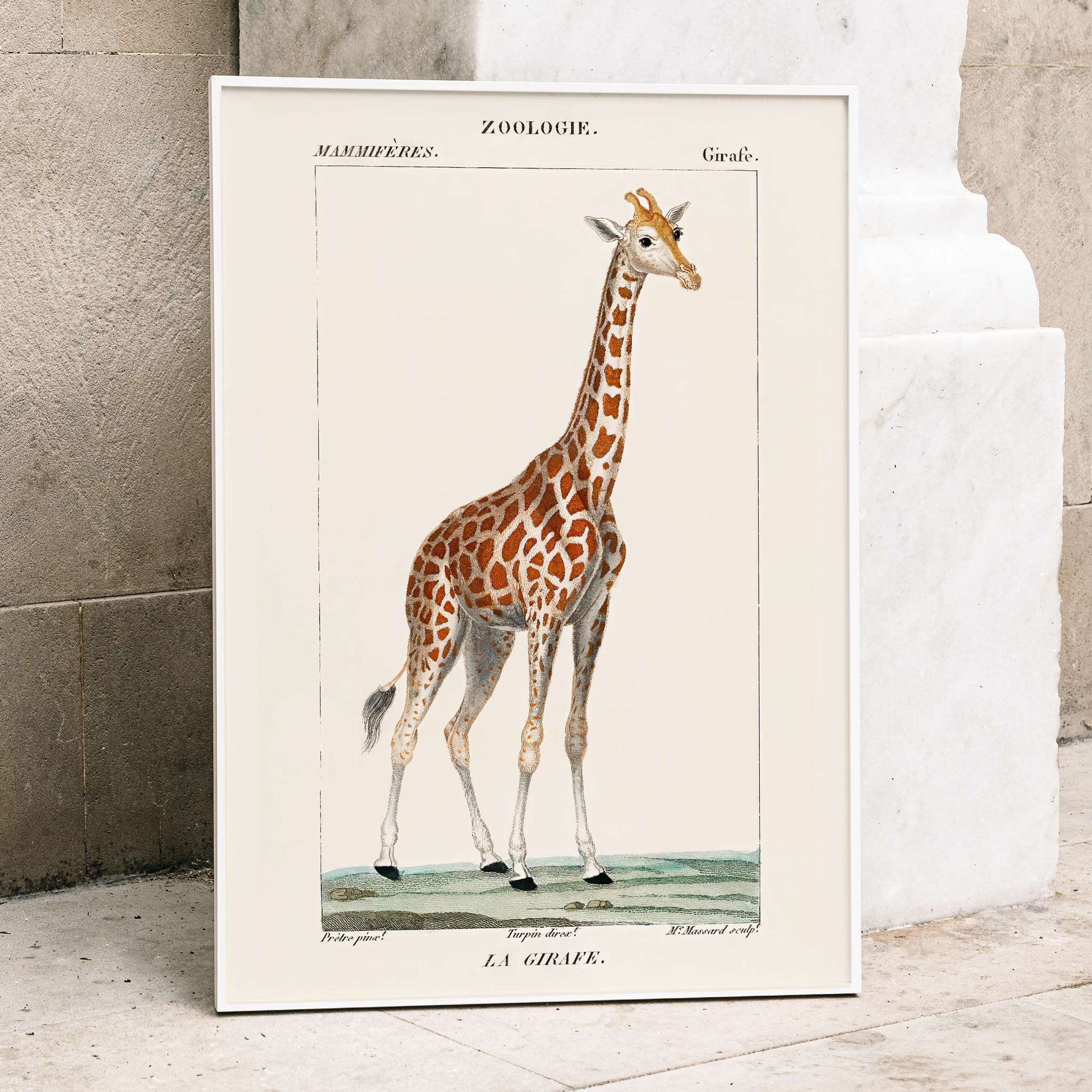 Vintage giraffe illustration by Pierre Jean Francois Turpin from Dictionnaire des Sciences Naturelles showing a giraffe standing on grass artwork La Girafe suitable for natural history decor, framed and displayed in modern living room decor