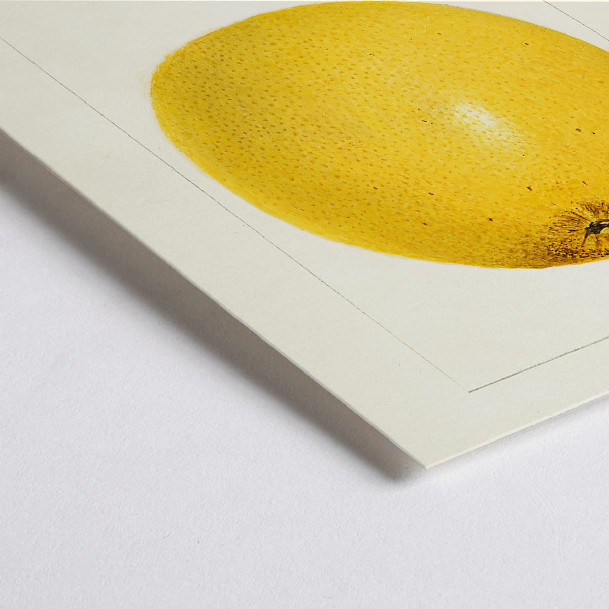 Closeup detail of Detailed illustration and poster of grapefruit Citrus paradisi by Amanda Almira Newton