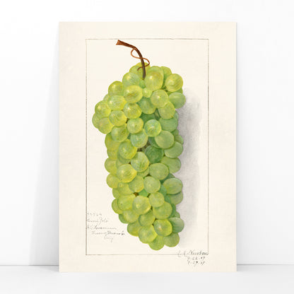 Vintage green grape cluster illustration by Amanda Almira Newton detailed botanical art poster on light background, framed and displayed in modern living room decor