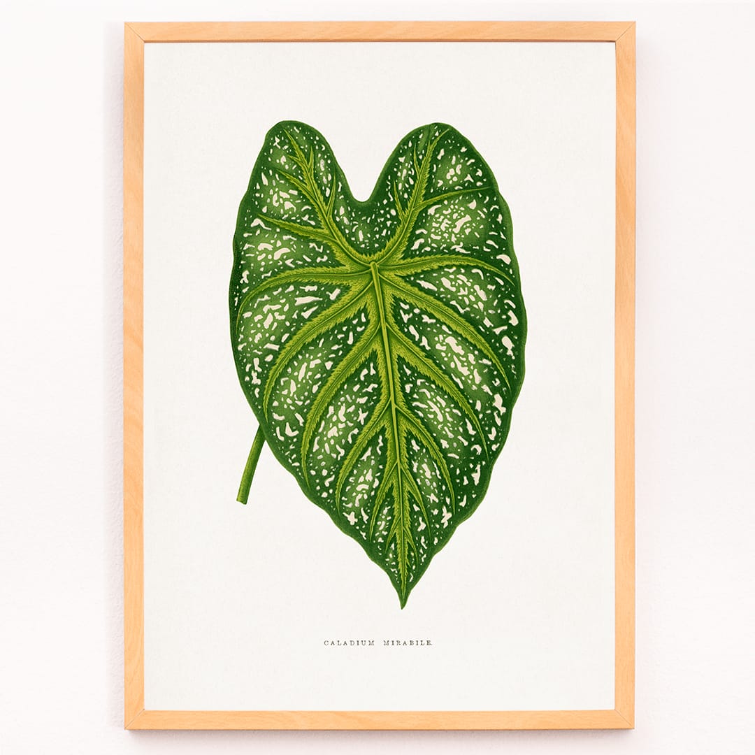 Green Caladium Mirabile botanical illustration poster by Benjamin Fawsett from Les Plantes a Feuillage Colore, framed and displayed in modern living room decor