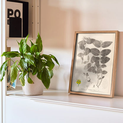 Botanical illustration poster of Hypericum Androsaemum by Louis Antoine Cusin from Herbier de la Flore Francaise Plate 117, framed and displayed in home decor