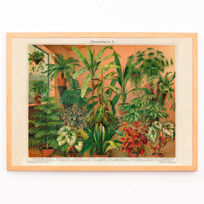 Closeup detail of Colorful indoor foliage and potted green plants poster titled House Plants II by Institute of Liepzig featuring various house plants in pots against a warm background