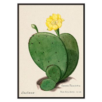 Indian fig opuntia cactus illustration by Karl Eduard Burger from Familie Der Cacteen showing a green cactus with a yellow flower, with black aluminium frame on white background