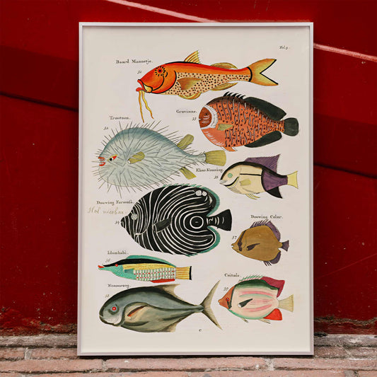 Colourful surreal fish illustrations by Louis Renard from Histoire naturelle des plus rares curiosites de la mer des Indes vibrant poster art for home decor, framed and displayed in home decor