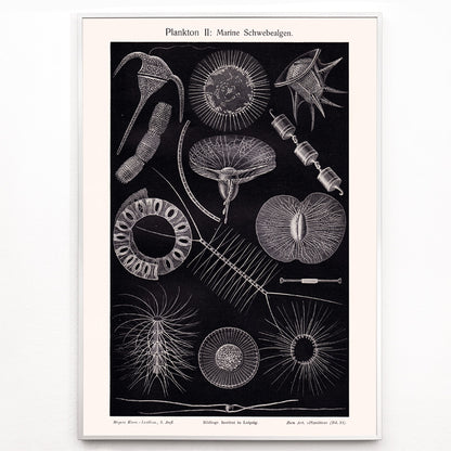 Closeup detail of Detailed scientific illustration poster of marine floating algae plankton from Plankton I Marine Floating Algae by Institute of Liepzig