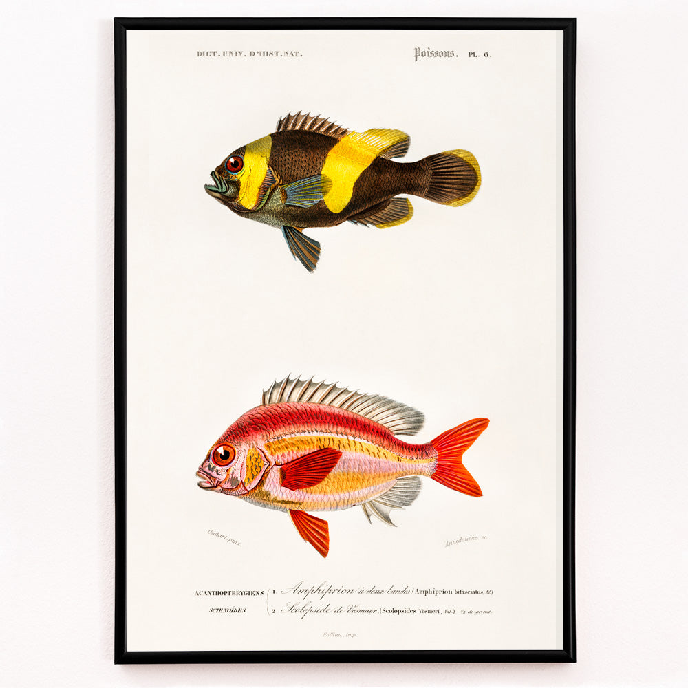 Closeup detail of Colorful fish species illustration and poster by Charles Dessalines D Orbigny featuring detailed vibrant artwork of different types of fishes