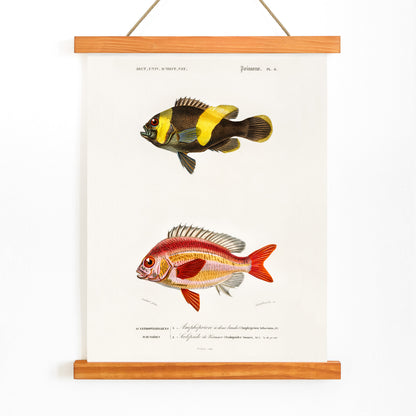 Colorful fish species illustration and poster by Charles Dessalines D Orbigny featuring detailed vibrant artwork of different types of fishes, with wooden magnetic frame on white background