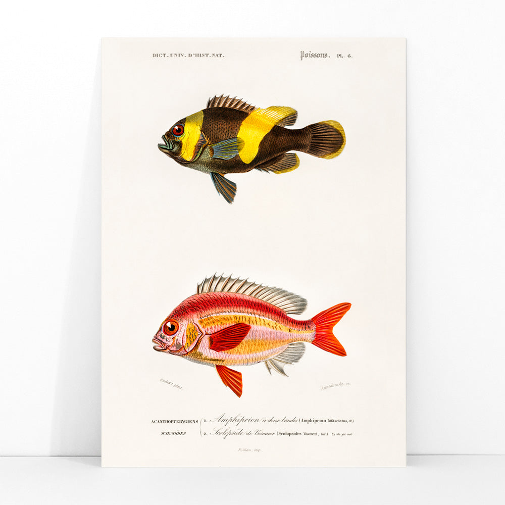 Colorful fish species illustration and poster by Charles Dessalines D Orbigny featuring detailed vibrant artwork of different types of fishes, framed and displayed in modern living room decor