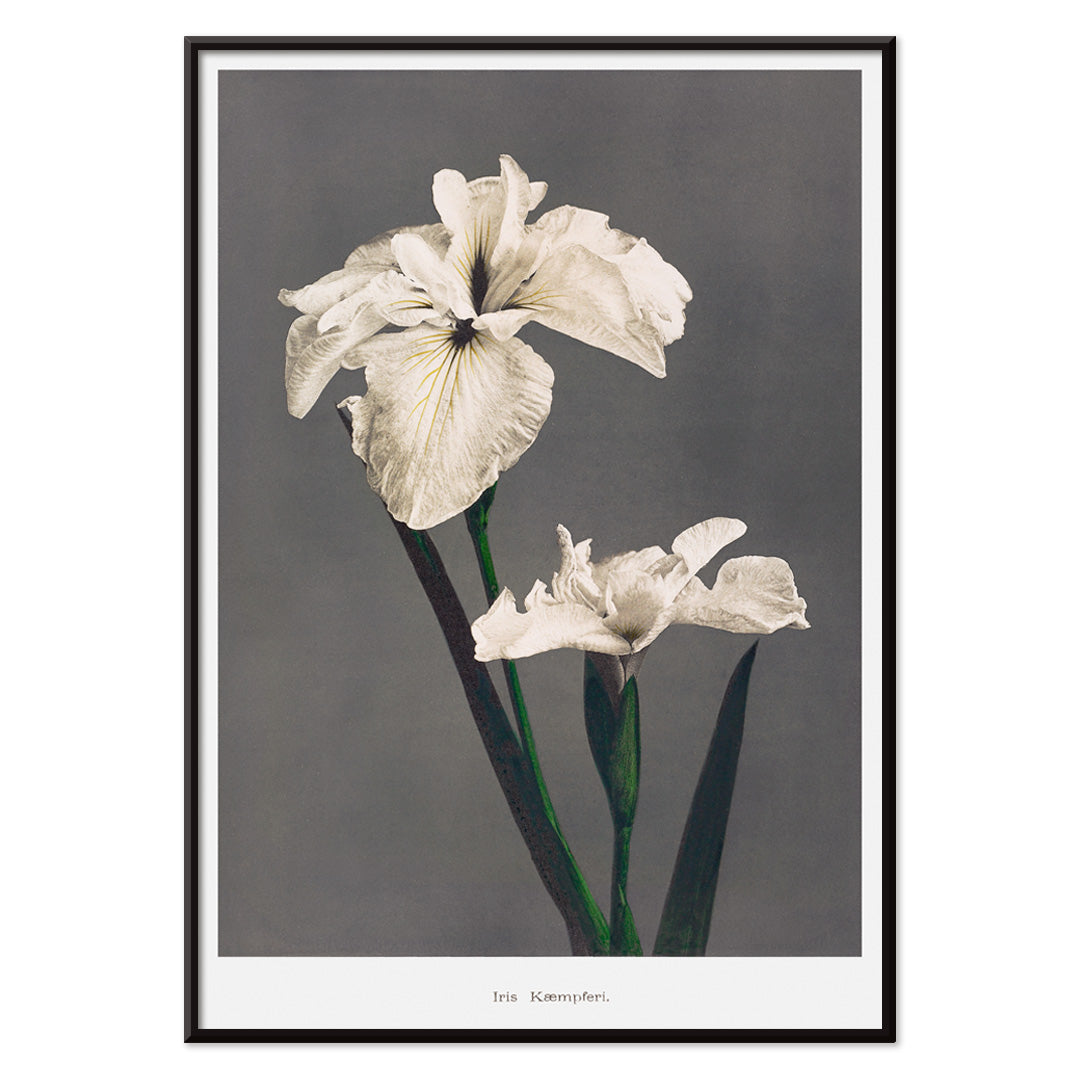 Iris Kaempferi white irises hand colored collotype art by Kazumasa Ogawa from Some Japanese Flowers poster with delicate details, with black aluminium frame on white background