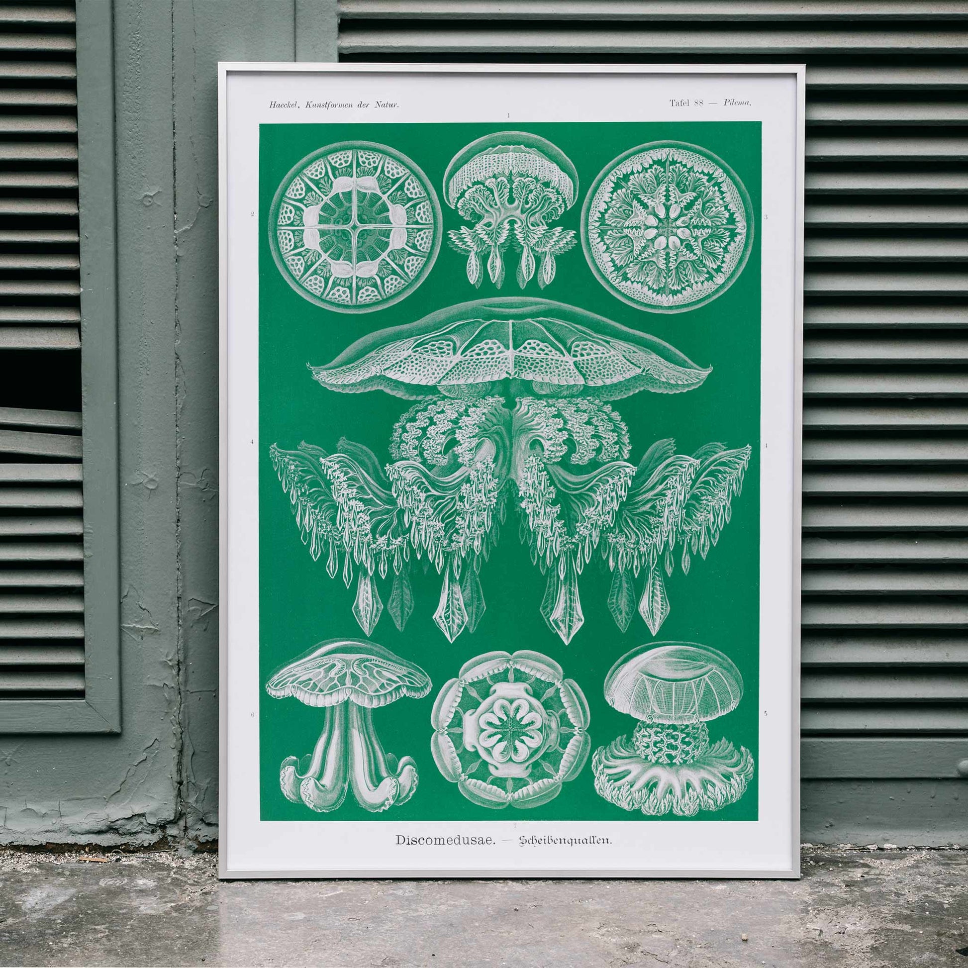 Detailed jellyfish illustrations Discomedusae Scheibenquallen by Ernst Haeckel wall art poster Kunstformen der Natur decor, framed and displayed in home decor