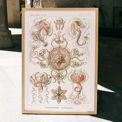 Colorful artistic illustration of jellyfish and marine life from Trachomedusae Kolbenquallen by Ernst Haeckel Kunstformen der Natur, framed and displayed in home decor