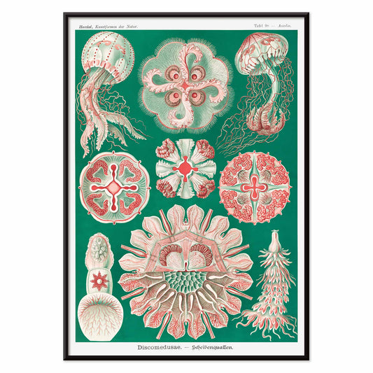Colorful jellyfish and marine life illustration and poster featuring Discomedusae Schweibenquallen by Ernst Haeckel Kunstformen der Natur, with black aluminium frame on white background