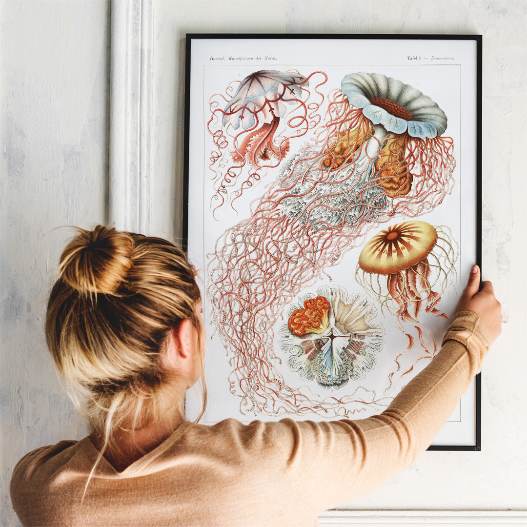 Colorful poster illustration of Discomedusae jellyfish marine life by Ernst Haeckel with intricate details and flowing tentacles, framed and displayed in home decor