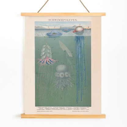 Scientific illustration and poster of marine polyps and jellyfish titled Swimming Polyps by The Institute Of Liepzig wall decor, with wooden magnetic frame on white background