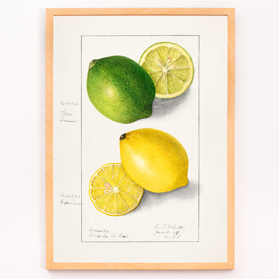 Closeup detail of Botanical illustration and poster of green and yellow lemons with slices by Ellen Isham Schutt titled Lemons Citrus Limon