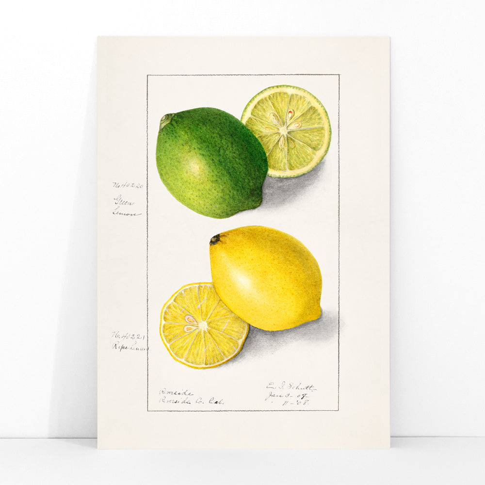 Botanical illustration and poster of green and yellow lemons with slices by Ellen Isham Schutt titled Lemons Citrus Limon, framed and displayed in modern living room decor
