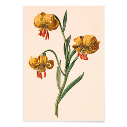 Botanical illustration poster of three yellow lilies by M de Gijselaar, with black aluminium frame on white background