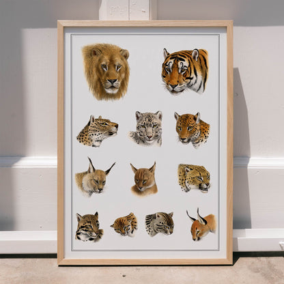 Illustration of big cats and wild feline heads including lion tiger leopard and snow leopard by Richard Lydekker from The Great and Small Game of India, framed and displayed in modern living room decor