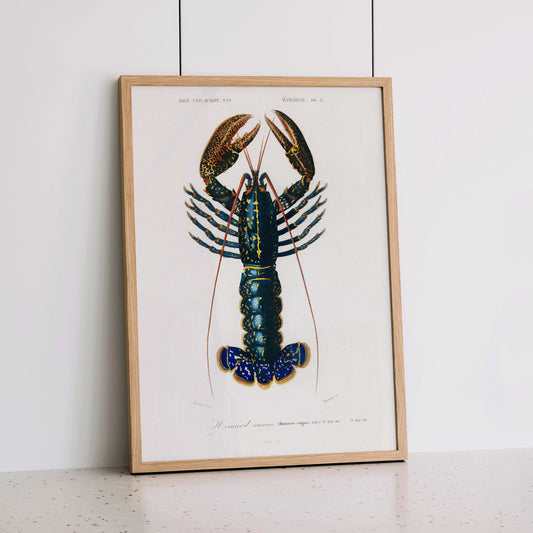 Crimson Crawfish Palemon Ornatum scientific marine life illustration by Charles Dessalines D Orbigny poster artwork, framed and displayed in home decor